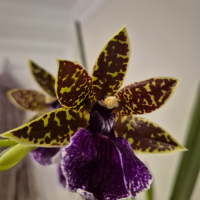 orchidmania