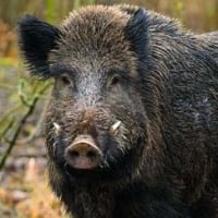 Sparschwein