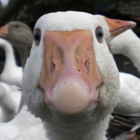 A_very_BIG_Goose
