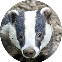 ZiggyTheBadger