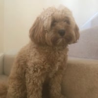 Sallyp2