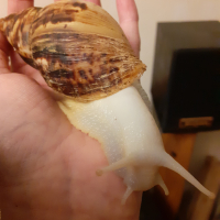 molluscmum