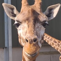 Greatbignath