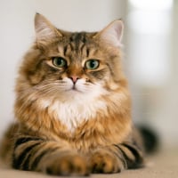 Cat_Queen