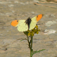 petalouthi