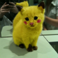 ninjakitty