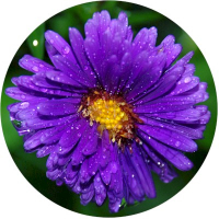 purple_perfidy