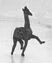 ArcticGiraffe